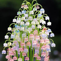 Bell Orchidee Mischung Samen zur Aussaat – leuchtend Blume Mischung