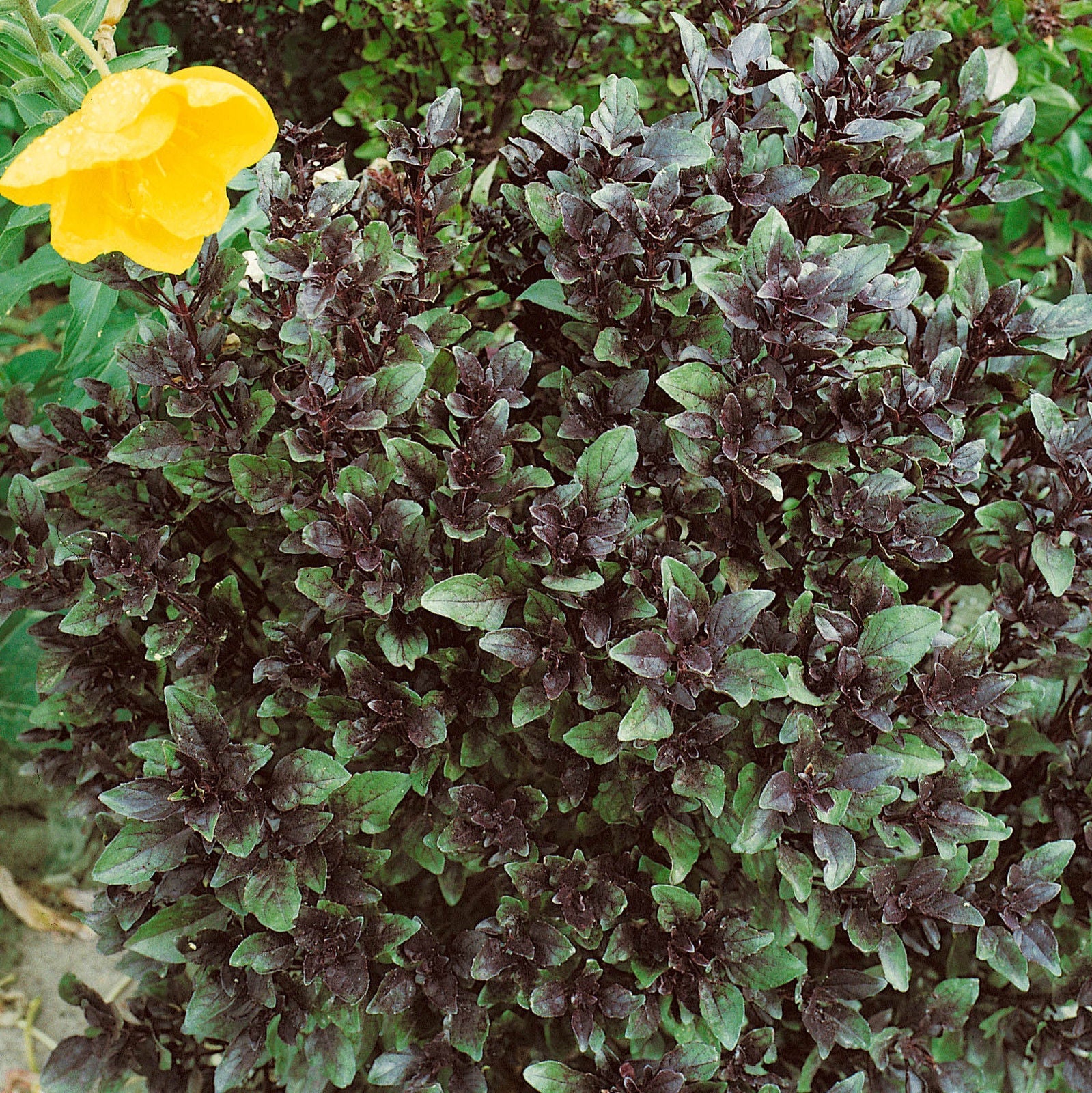 Certified biologisch gentechnikfrei Corsican Basil Samen