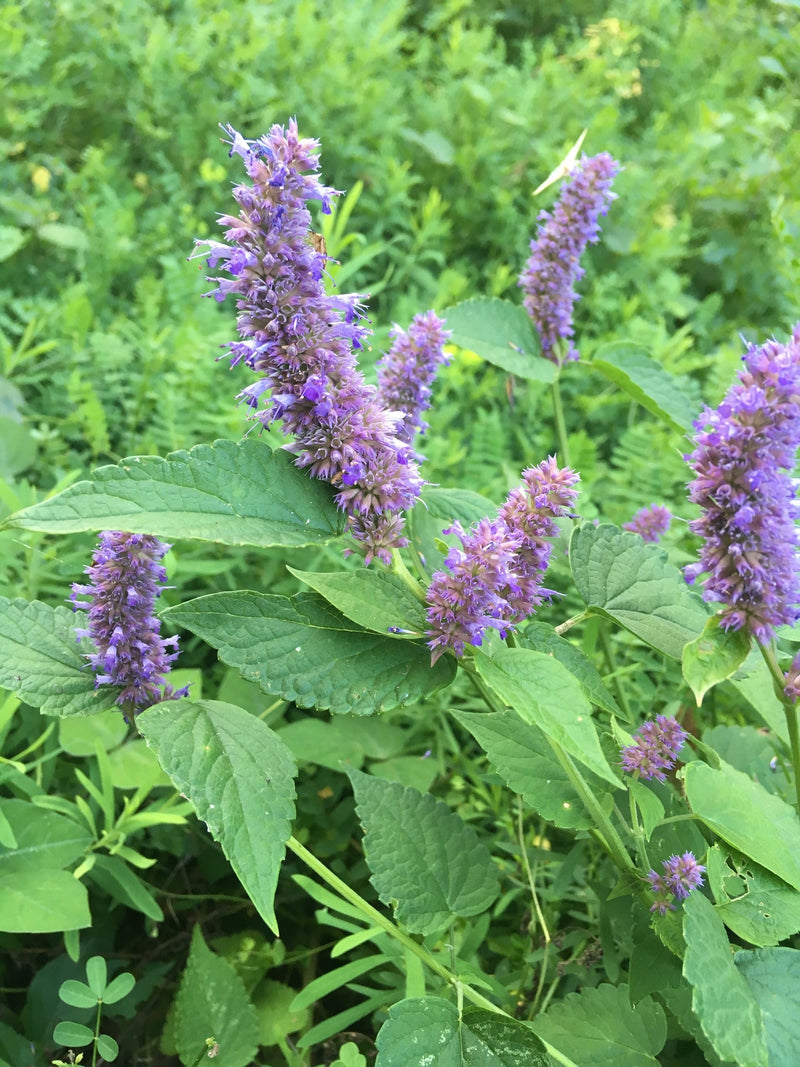 Non GMO biologisch Licorice Mint Samen