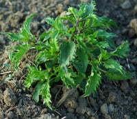 gentechnikfrei biologisch Mrihani Basil Samen for ornamental gardens
