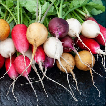 Non-gmo organic radish samen sammlung für aussaat