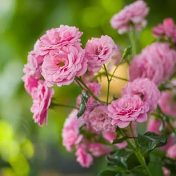 Non-gmo osiria light rosa rose samen for home gardening