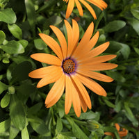 Non-gmo osteospermum orange samen for home gardening