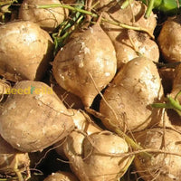 Non gmo pachyrhizus jicama samen für productive vines