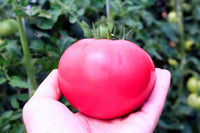 Non gmo pale pink tomato samen