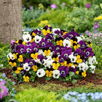 Non-gmo pansy samen for home gardening