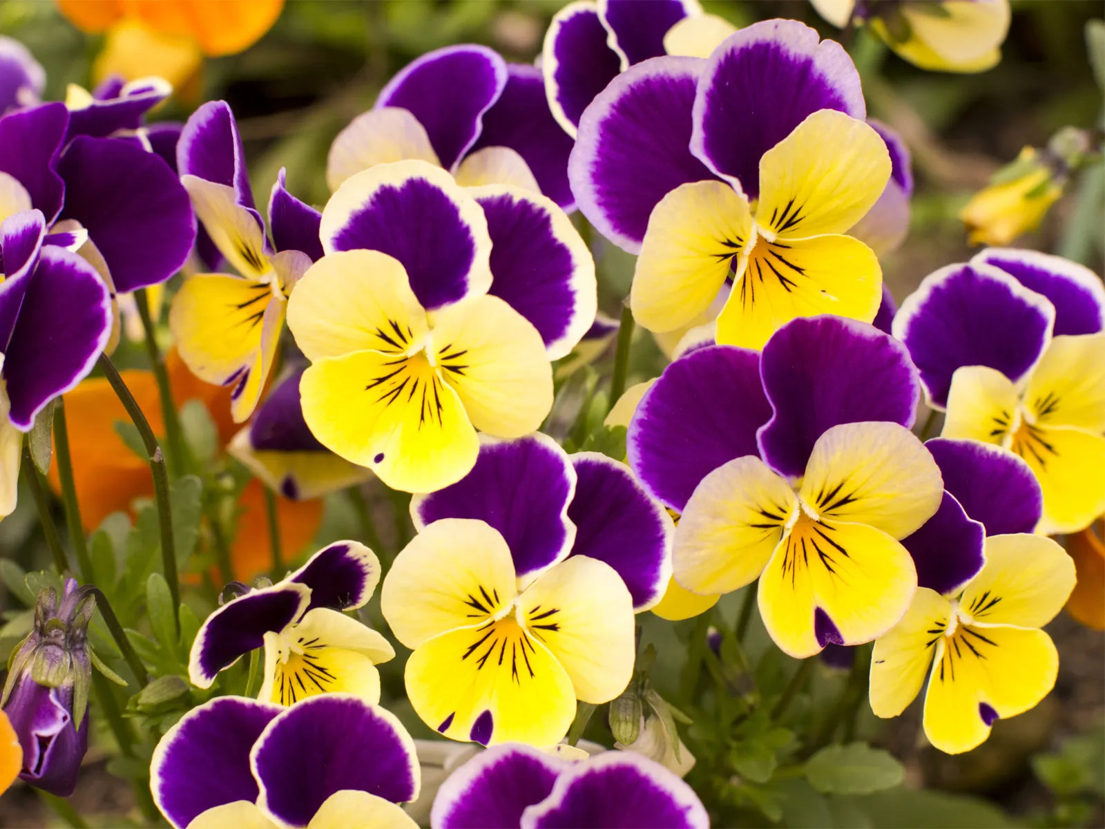Premium non-gmo pansy samen