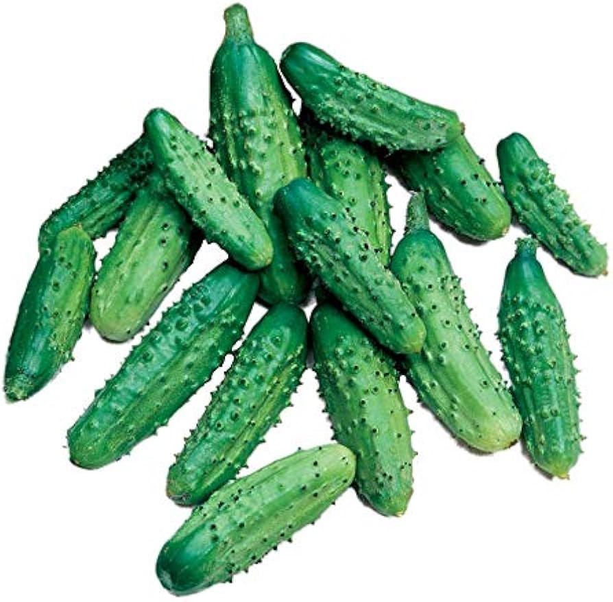 Non-gmo parisian pickle cucumber samen für home gardens