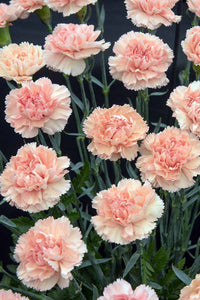 Non-gmo peach carnation samen for gardening