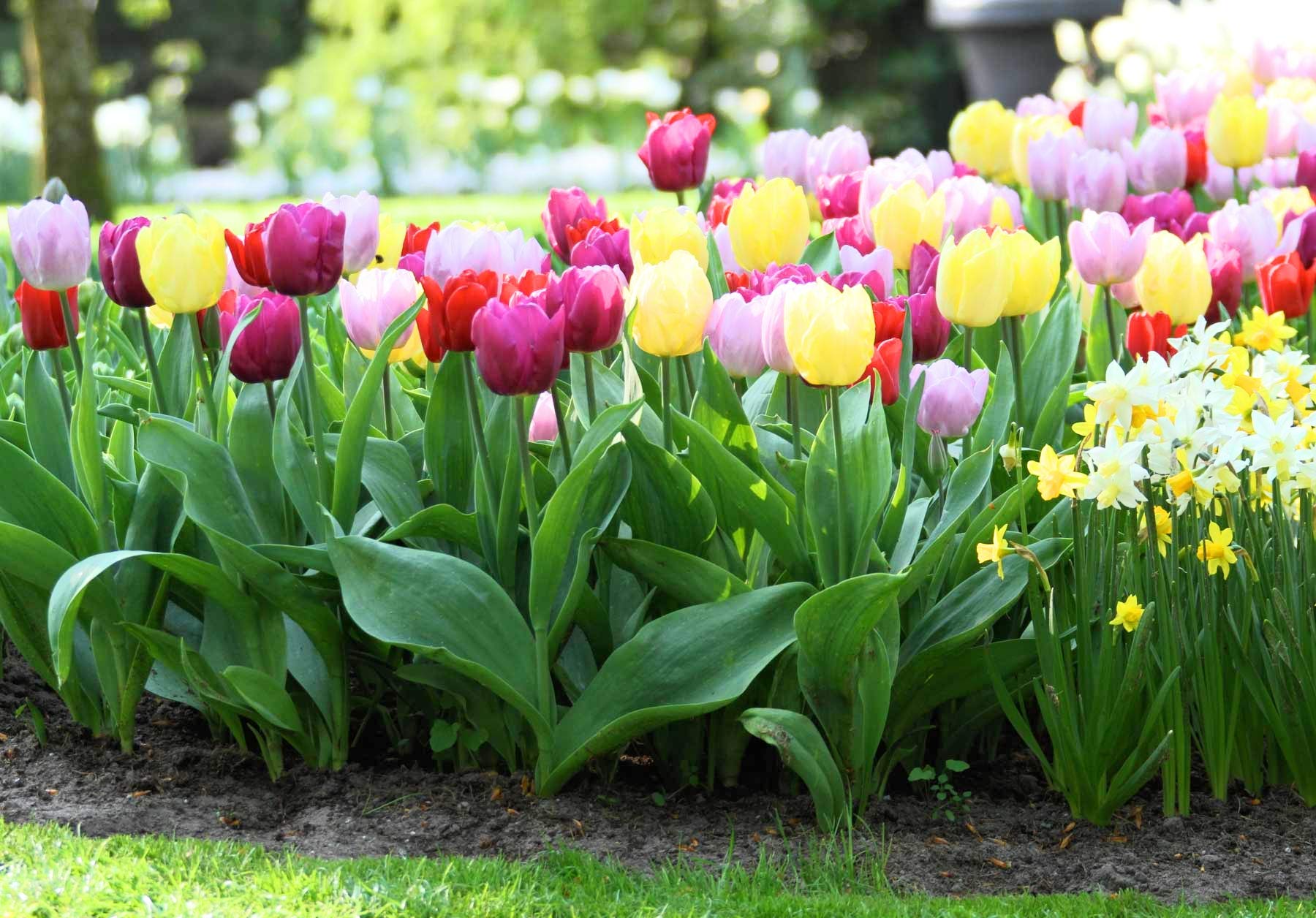 Non-gmo peach tulip blume samen for gardening