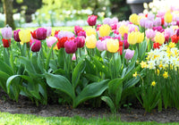 Non-gmo peach tulip blume samen for gardening