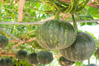 Non-gmo peanut squash samen für home gardens