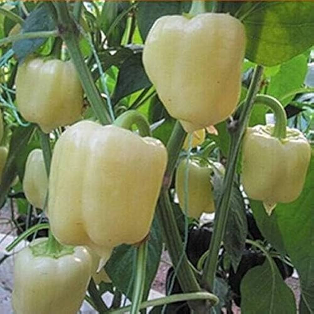 Non-gmo pepper samen für home garten aussaat