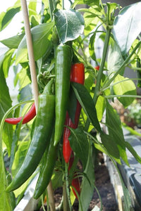 Non-gmo pepper samen für aussaat