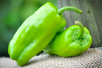 Non-gmo italienische pepperoncini samen