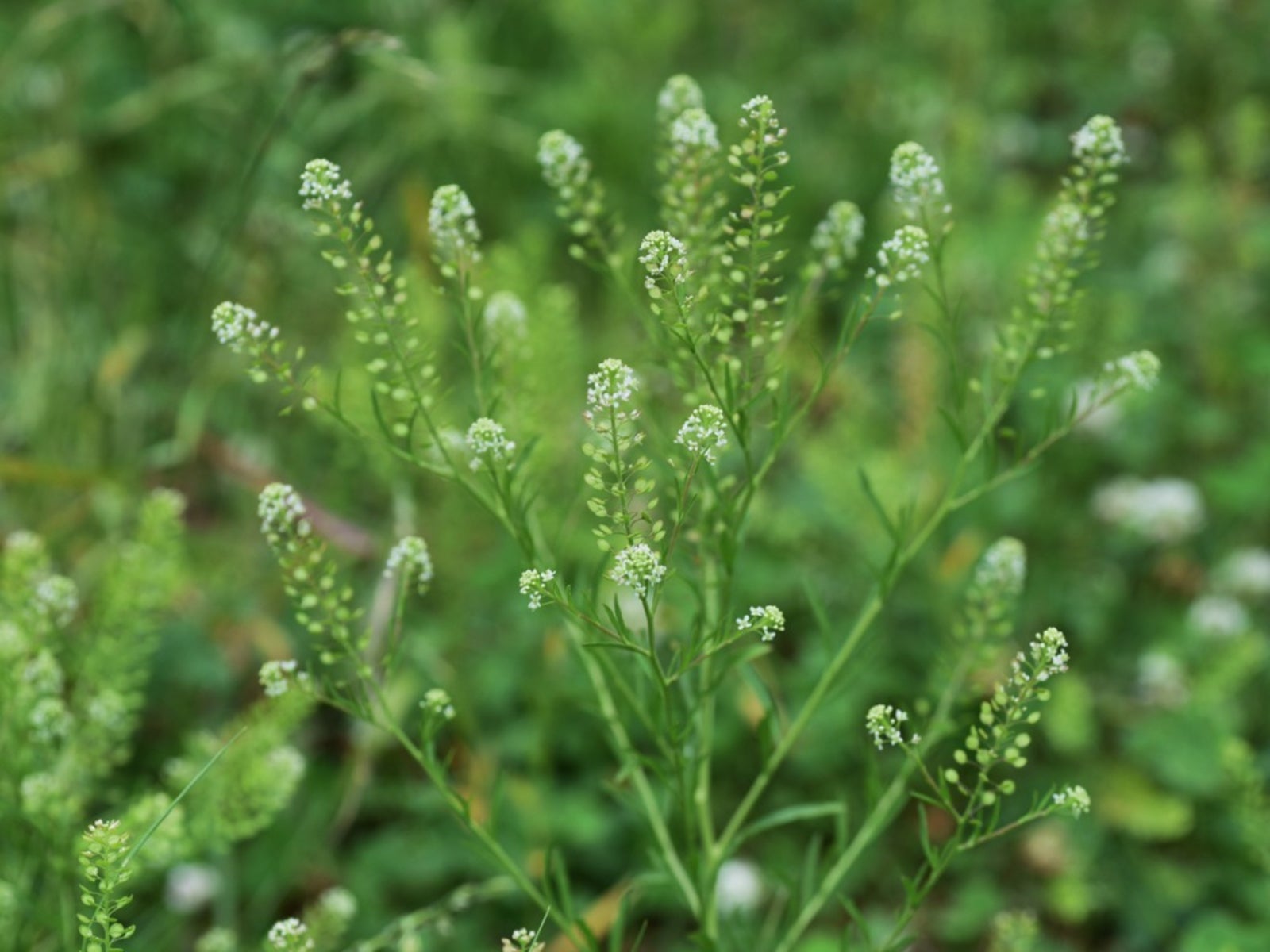 Non-gmo pepperweed samen für home aussaat