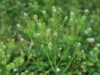 Non-gmo pepperweed samen für home aussaat