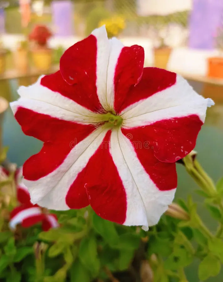 Non-gmo rot and weiß petunia samen for gardening
