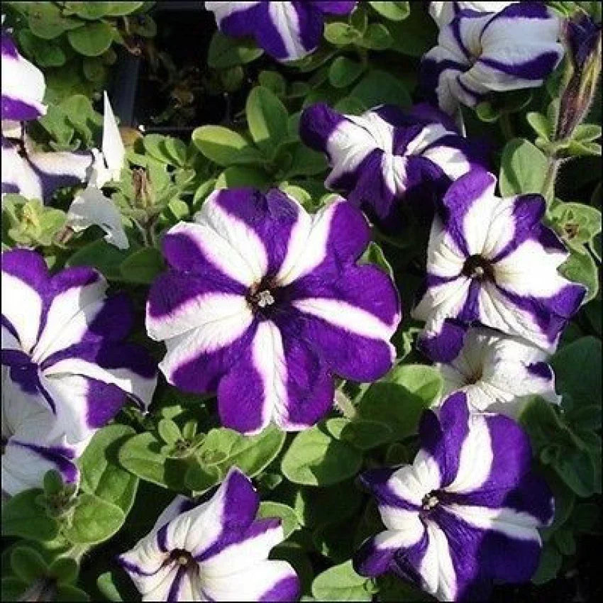 Non-gmo weiß violet petunia samen for easy anpflanzung