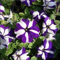 Non-gmo weiß violet petunia samen for easy anpflanzung