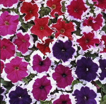 Non-gmo petunia blume samen