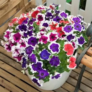 Premium non-gmo petunia mix samen for anpflanzung
