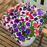 Premium non-gmo petunia mix samen for anpflanzung