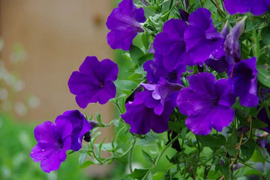 Non-gmo violet petunia samen for home gardening