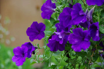 Non-gmo violet petunia samen for home gardening