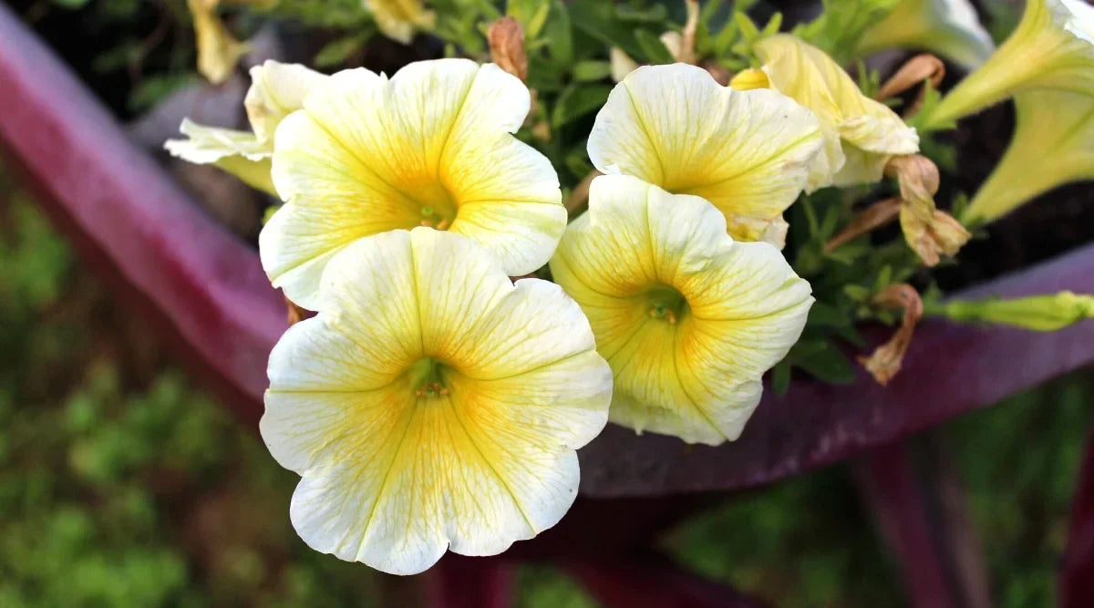 Non-gmo weiß and gelb petunia samen for home gardening