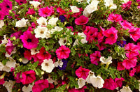 Non-gmo petunia samen for home gardening