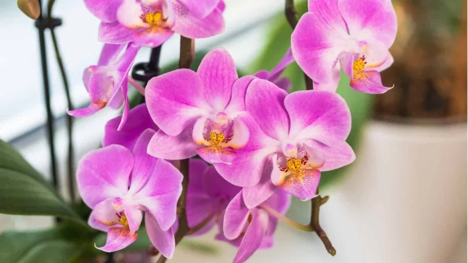Non-gmo phalaenopsis orchid samen