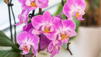 Non-gmo phalaenopsis orchid samen
