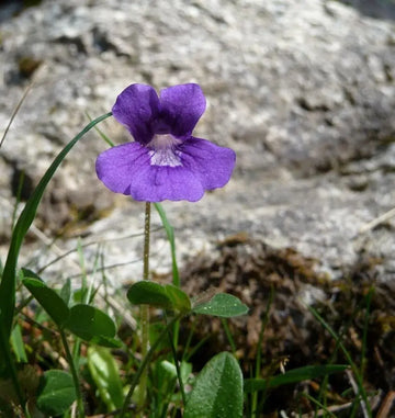 Non-gmo pinguicula gradiflora samen