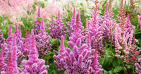 Non gmo rosa astilbe samen