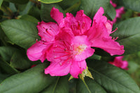 Non-gmo rosa azalea blume samen for gardening