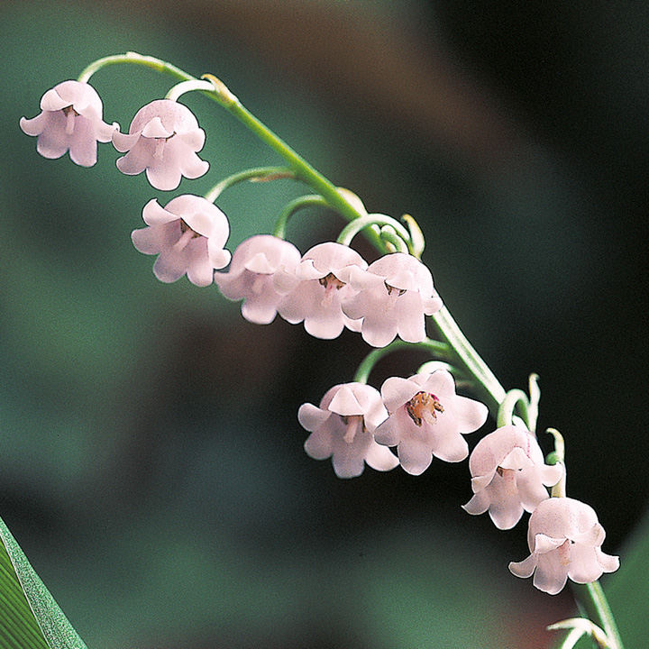 Non-gmo rosa bell orchid samen for gardening