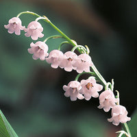 Non-gmo rosa bell orchid samen for gardening