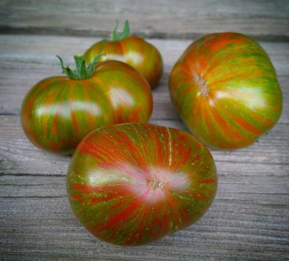 High germination pink berkeley samen für gardening