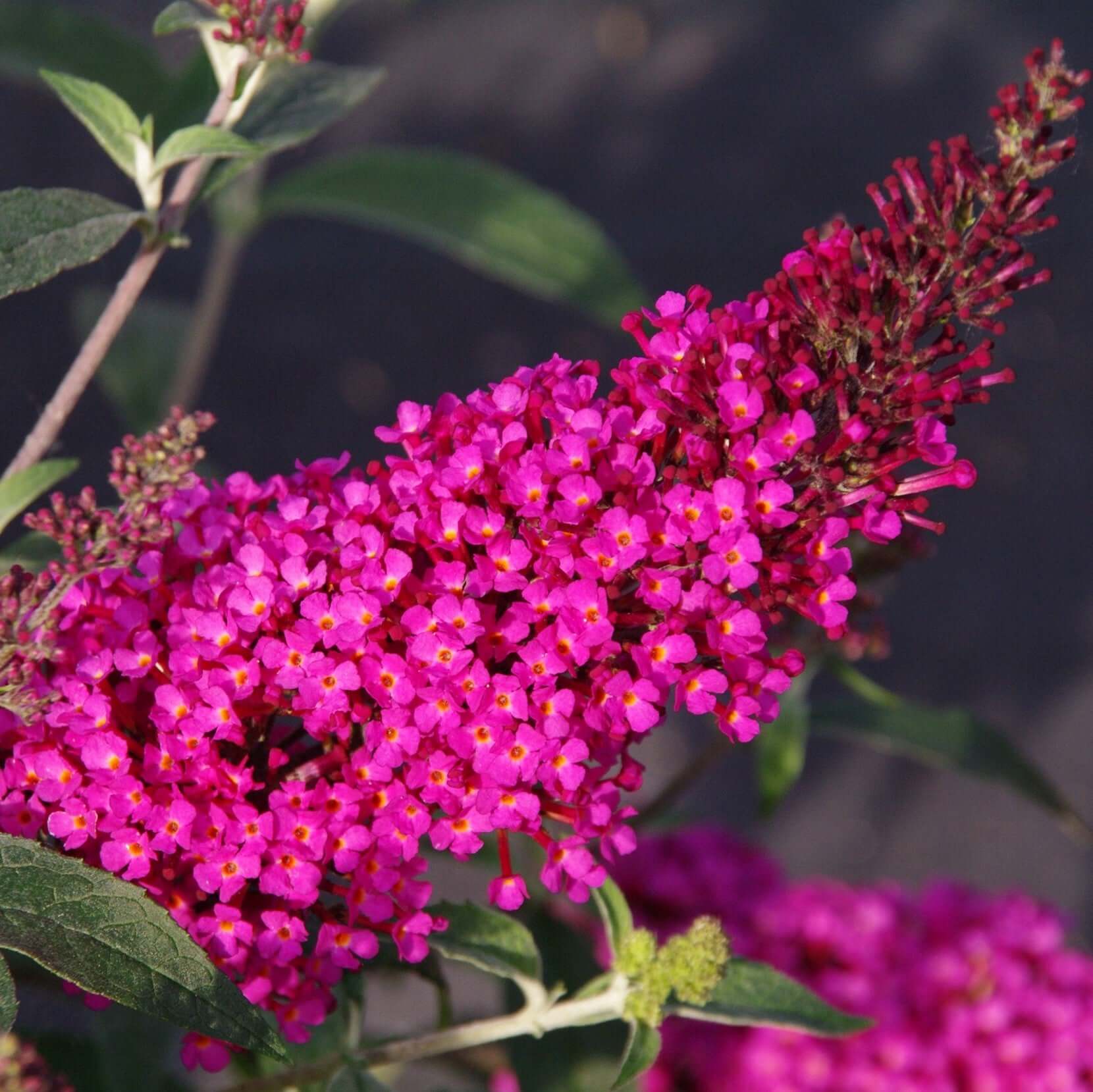 Non-gmo rosa buddleia samen for gardening