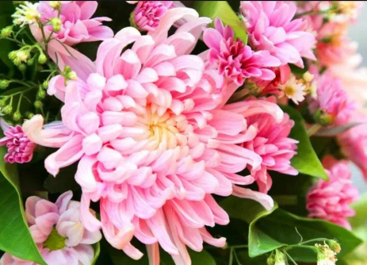 Non-gmo rosa chrysanthemum samen for easy topf anpflanzung
