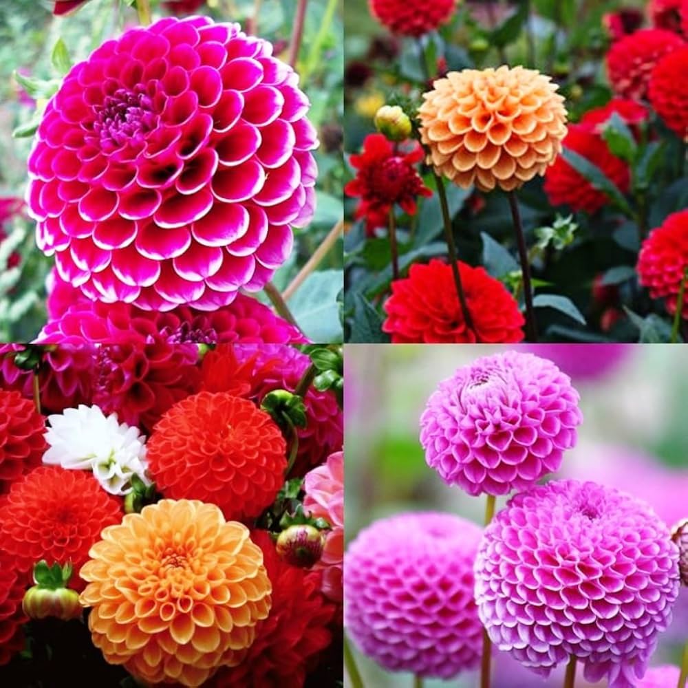 Non gmo rosa dahlia pompon samen