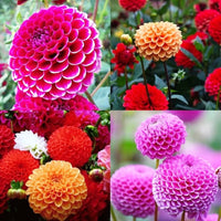 Non gmo rosa dahlia pompon samen