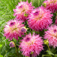 Non-gmo rosa mix two-color dahlia samen for gardening