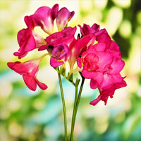 Non-gmo rosa freesia samen for easy gardening