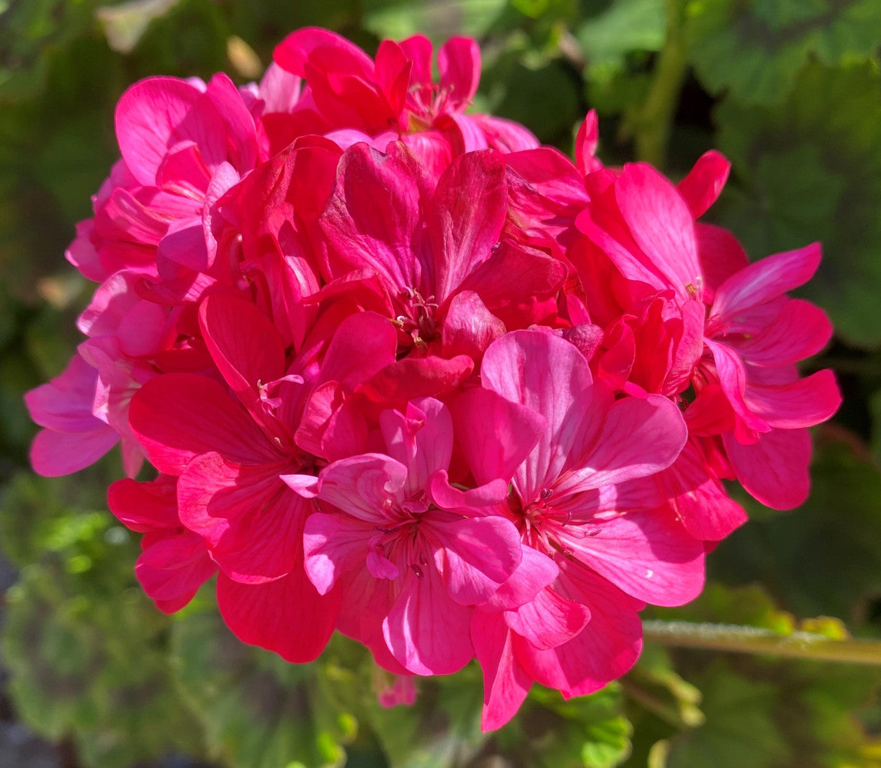Premium non-gmo rosa geranium samen