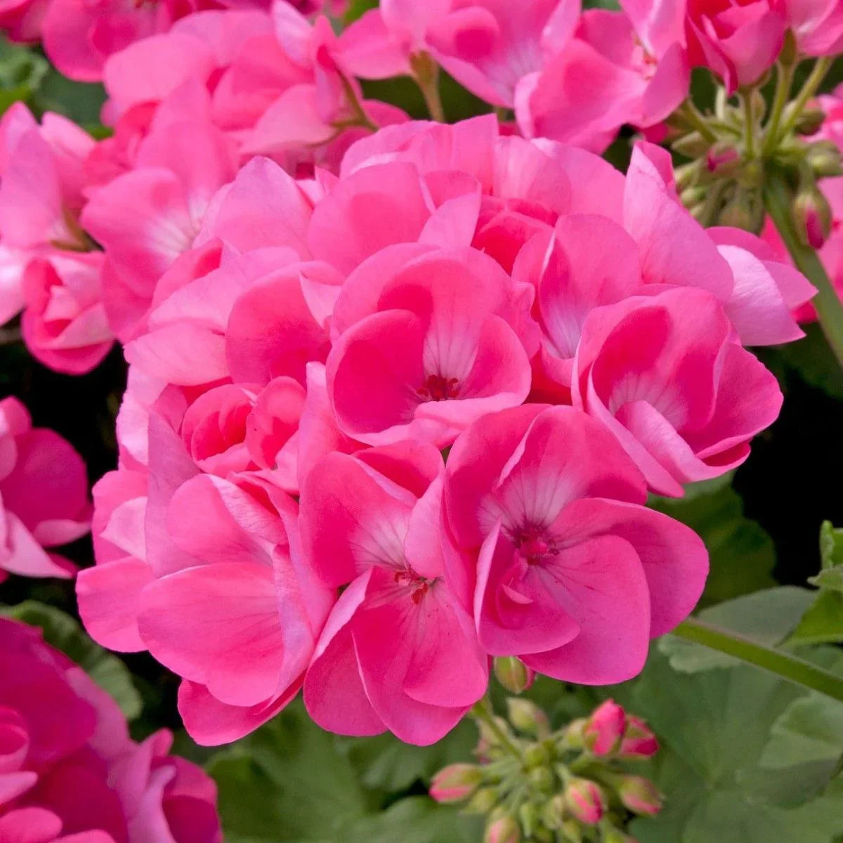 Rosa geranium blume samen for anpflanzung