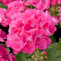 Rosa geranium blume samen for anpflanzung