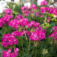 Non-gmo rosa geranium samen for gardening