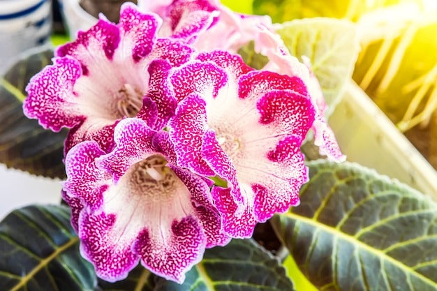 Non-gmo rosa gloxinia samen for gardening